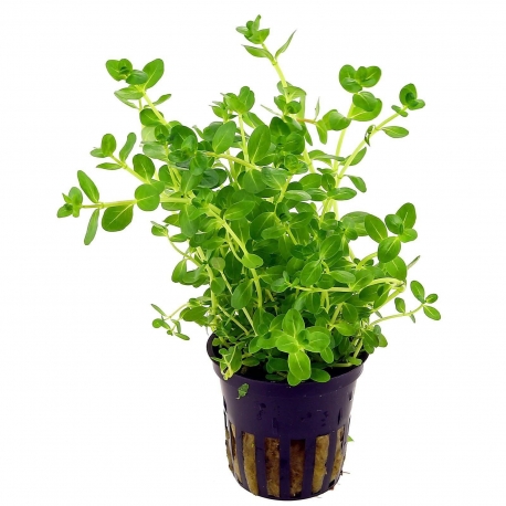 Plante Aquarium - ROTALA INDICA - 5CM Aqua Store