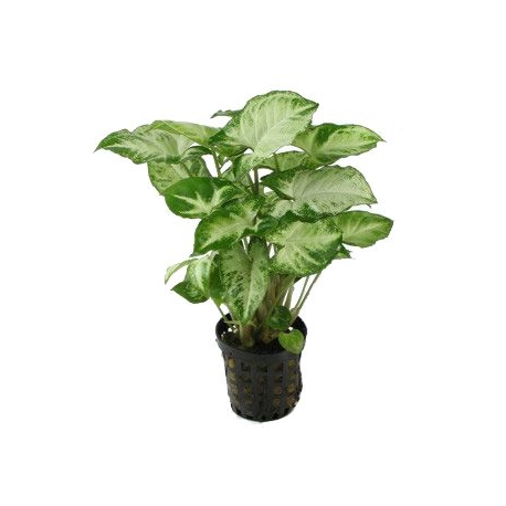 Plante Aquarium - SYNGONIUM PIXII - 5CM 