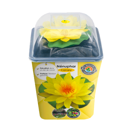 nenuphar jaune plante bassin nymphea pond 30/80cm nenuphar jaune plante bassin nymphea pond 30/80cm