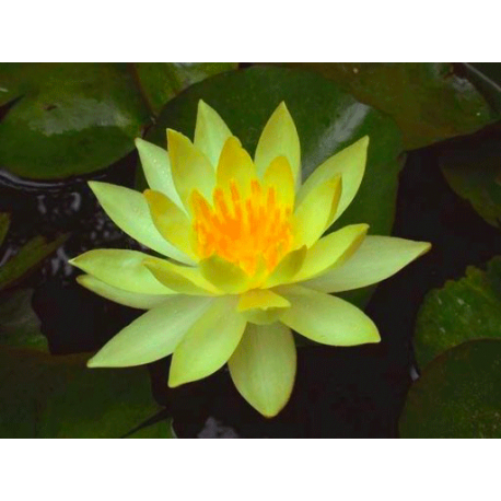 nenuphar jaune plante bassin nymphea pond 30/80cm nenuphar jaune plante bassin nymphea pond 30/80cm