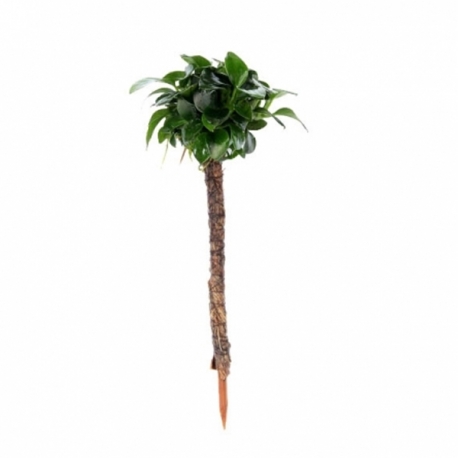 DENNERLE plante aquarium bonsai palmier avec anubia nana pour aquascaping