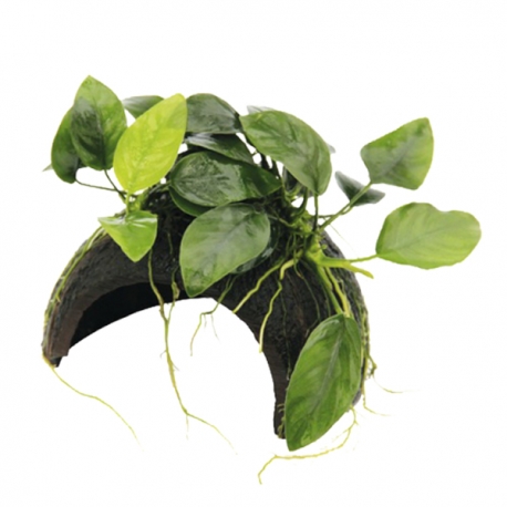 DENNERLE Coco cave avec Anubias Nana, plante pour aquarium