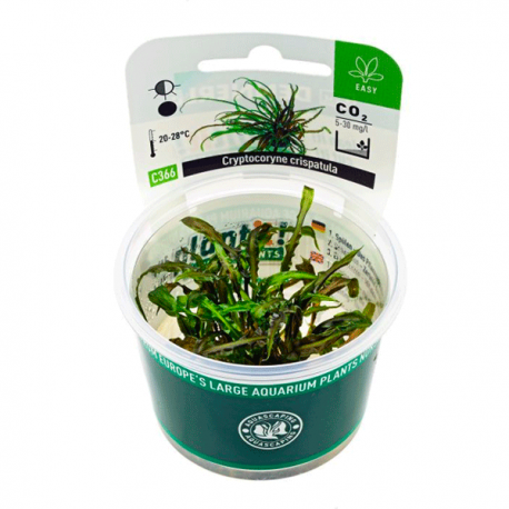 Image 1 - DENNERLE Cryptocoryne crispatula, plante en pot pour aquarium Aqua Store