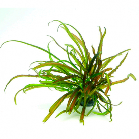 Image 2 - DENNERLE Cryptocoryne crispatula, plante en pot pour aquarium Aqua Store