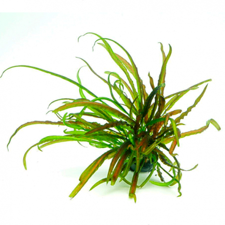 DENNERLE Cryptocoryne crispatula, plante en pot pour aquarium