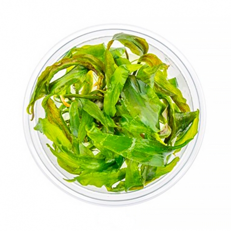 DENNERLE Cryptocoryne usteriana, plante en pot in vitro pour aquarium Aqua Store