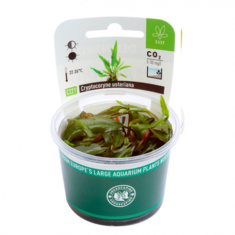 Image 1 - DENNERLE Cryptocoryne usteriana, plante en pot in vitro pour aquarium Aqua Store