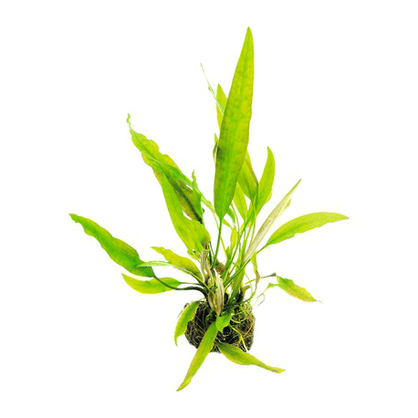 DENNERLE Cryptocoryne usteriana, plante en pot in vitro pour aquarium