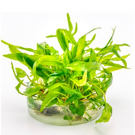 Image 1 - Cryptocoryne Wendtii Broad Leaf - Plante en Pot In Vitro pour Aquarium Aqua Store