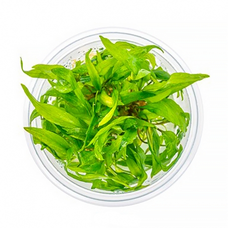 Cryptocoryne Wendtii Broad Leaf - Plante en Pot In Vitro pour Aquarium