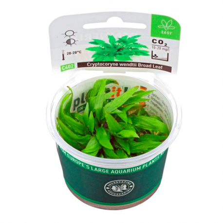 Image 1 - Cryptocoryne Wendtii Broad Leaf - Plante en Pot In Vitro pour Aquarium Aqua Store