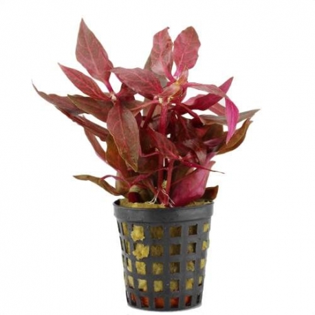 Plantes d'aquarium colorées : Alternanthera Splendens pour aquarium eau  douce - 3.85€