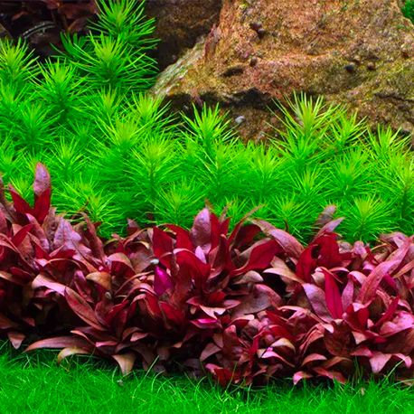 Image 1 - Alternanthera cardinalis - Plante en pot pour aquarium Aqua Store