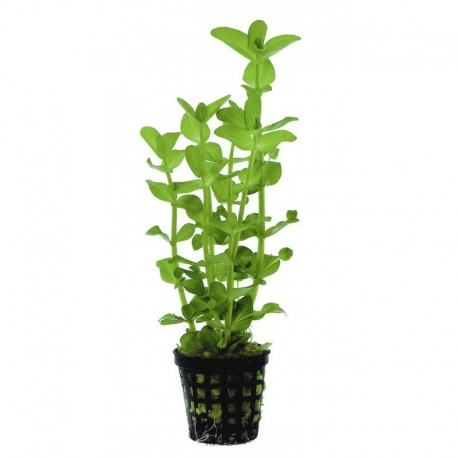 Plante Aquarium - BACOPA AMPLEXICAULIS - 5CM Aqua Store