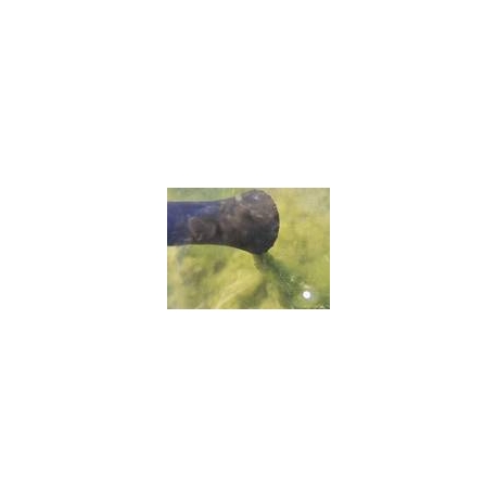 Image 2 - OASE PondoVac Classic - Aspirateur de Bassin Aqua Store