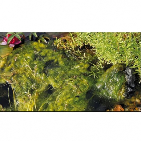 Image 1 - OASE AlGo Direct - Anti-algues pour bassin - 500 ml Aqua Store