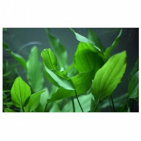 Image 1 - Echinodorus argentinensis - Plante en Pot pour Aquarium Aqua Store