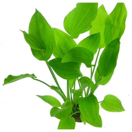 Image 2 - Echinodorus argentinensis - Plante en Pot pour Aquarium Aqua Store