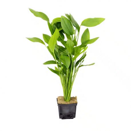 Plante d'aquarium vivante Echinodorus Bleheri pot de 5 cm par 3 pièces