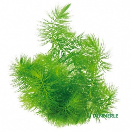 Ceratophyllum demersum - Plante pour Aquarium