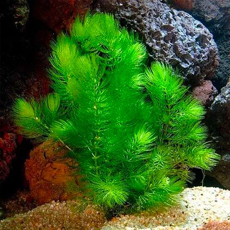 Image 1 - Ceratophyllum demersum - Plante pour Aquarium Aqua Store