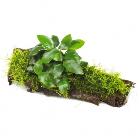 Anubias barteri nana mit Moos - Plante pour Aquarium Aqua Store