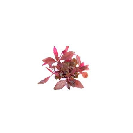 Image 1 - DENNERLE Alternanthera Reineckii Pourpre - Plante In Vitro Aqua Store