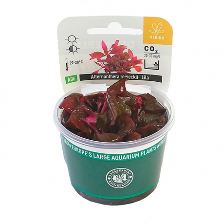 Image 1 - DENNERLE Alternanthera Reineckii Lila, plante en pot pour aquarium Aqua Store