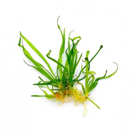 DENNERLE Helanthium Tenellum Broad Leaf , plante en pot in vitro pour aquarium