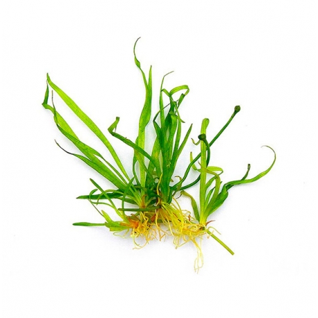 Image 1 - DENNERLE Helanthium Tenellum Broad Leaf , plante en pot in vitro pour aquarium Aqua Store