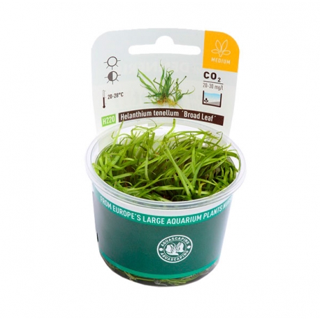 Image 2 - DENNERLE Helanthium Tenellum Broad Leaf , plante en pot in vitro pour aquarium Aqua Store