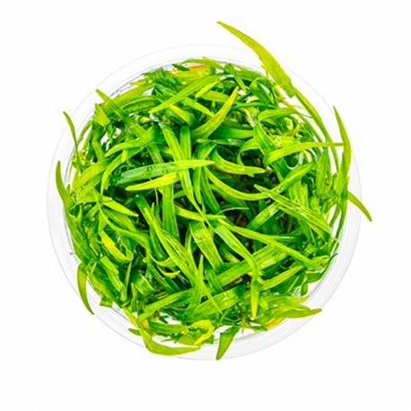 DENNERLE Helanthium Tenellum Broad Leaf , plante en pot in vitro pour aquarium Aqua Store