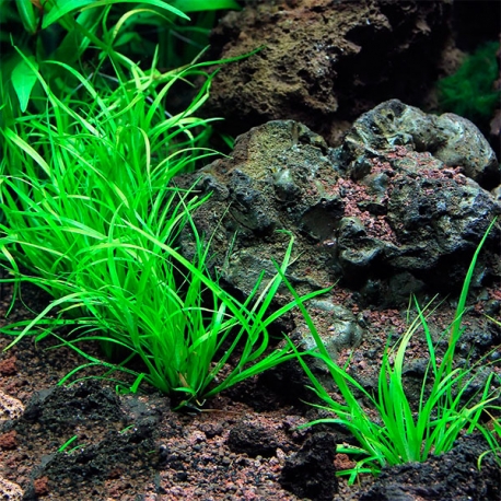 DENNERLE Juncus Repens, plante en pot pour aquarium