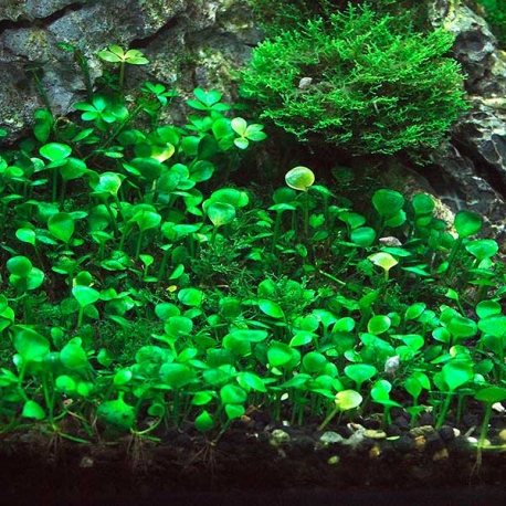 DENNERLE Marsilea Hirsuta, plante en pot in vitro pour aquarium