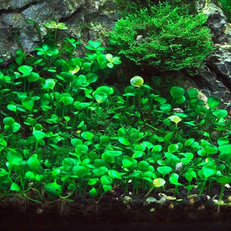 Image 1 - DENNERLE Marsilea Hirsuta, plante en pot in vitro pour aquarium Aqua Store