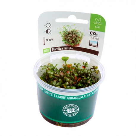 Image 2 - DENNERLE Marsilea Hirsuta, plante en pot in vitro pour aquarium Aqua Store