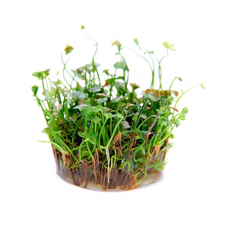 Image 3 - DENNERLE Marsilea Hirsuta, plante en pot in vitro pour aquarium Aqua Store