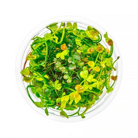DENNERLE Marsilea Hirsuta, plante en pot in vitro pour aquarium Aqua Store