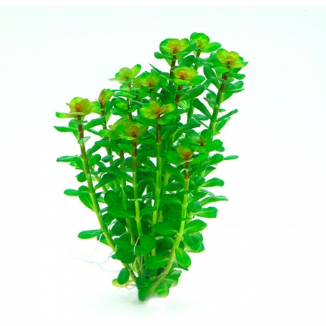 Image 1 - DENNERLE Rotala Indica, plante en pot in vitro pour aquarium Aqua Store
