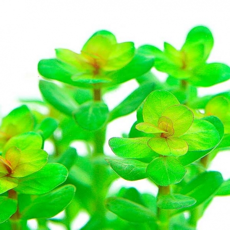 DENNERLE Rotala Indica, plante en pot in vitro pour aquarium