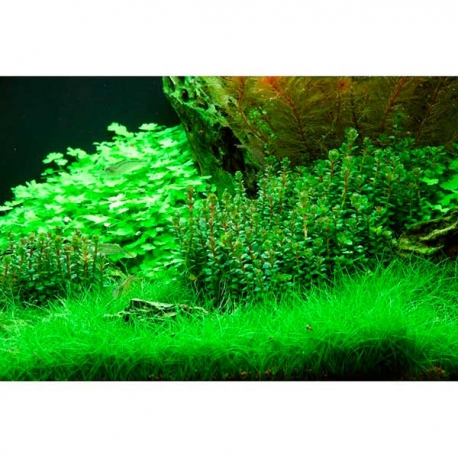 DENNERLE Rotala Indica, plante en pot in vitro pour aquarium