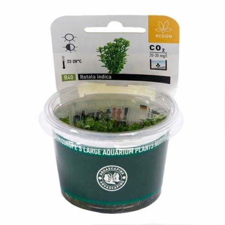 Image 2 - DENNERLE Rotala Indica, plante en pot in vitro pour aquarium Aqua Store