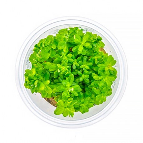 DENNERLE Rotala Indica, plante en pot in vitro pour aquarium