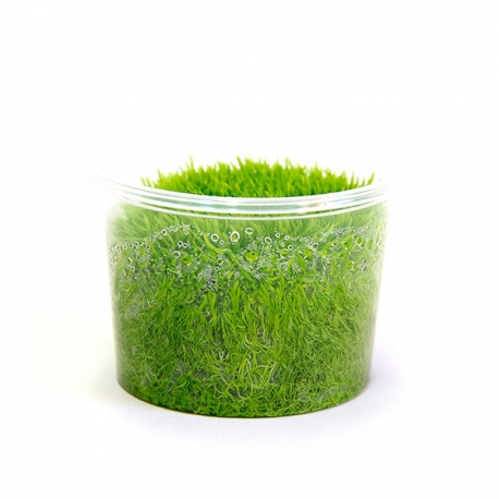 Image 1 - DENNERLE Utricularia Graminifolia, plante en pot pour aquarium Aqua Store