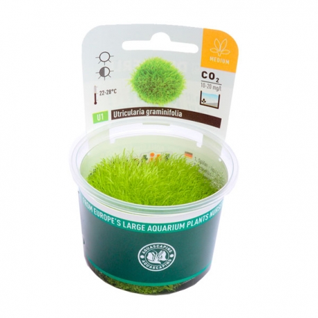 Image 2 - DENNERLE Utricularia Graminifolia, plante en pot pour aquarium Aqua Store