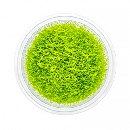 DENNERLE Utricularia Graminifolia, plante en pot pour aquarium Aqua Store