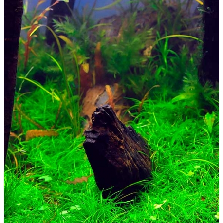Image 1 - DENNERLE Eleocharis Pusilla naine, plante en pot in vitro pour aquarium Aqua Store