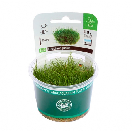 DENNERLE Eleocharis Pusilla naine, plante en pot in vitro pour aquarium