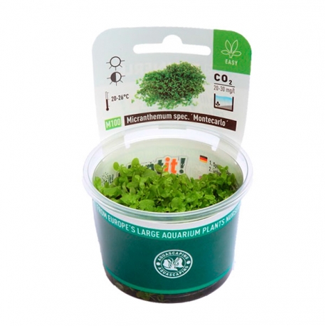 Image 1 - DENNERLE Micranthemum tweediei Montecarlo, plante en pot in vitro pour aquarium Aqua Store