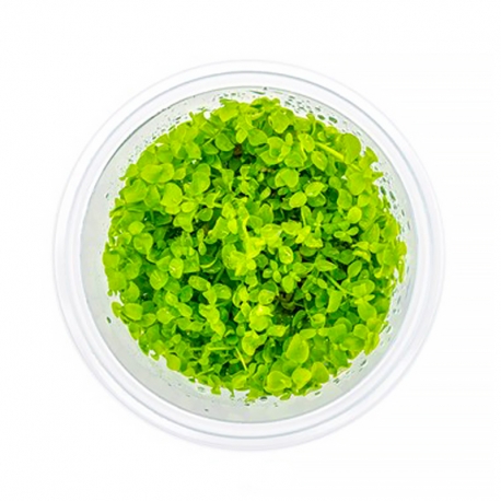 DENNERLE Micranthemum tweediei Montecarlo, plante en pot in vitro pour aquarium Aqua Store